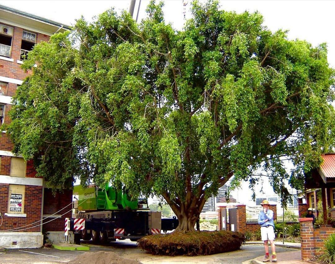 A man and a huge green tree | Brisbane, QLD | The Tree Doctor