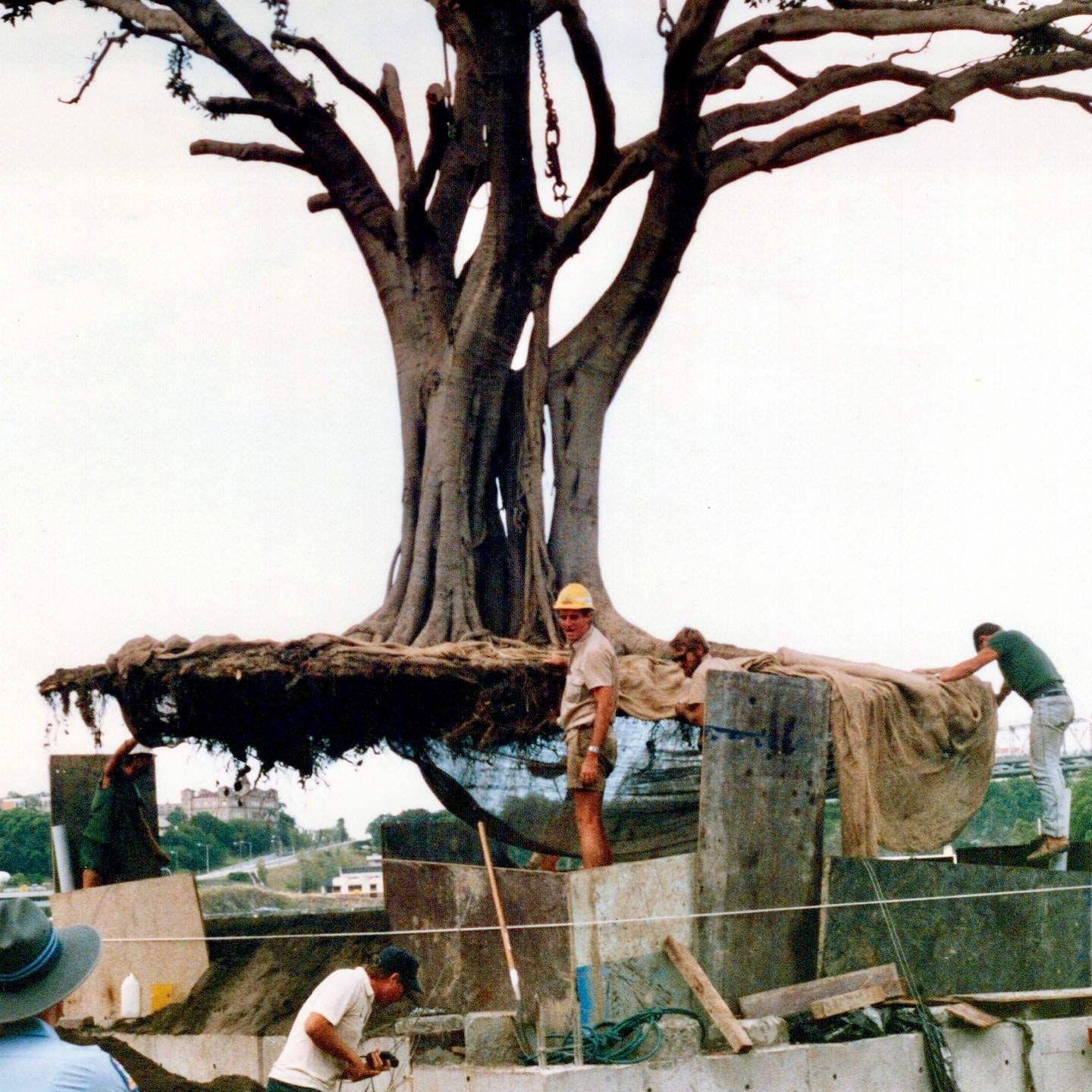 Arborist Brisbane, QLD The Tree Doctor