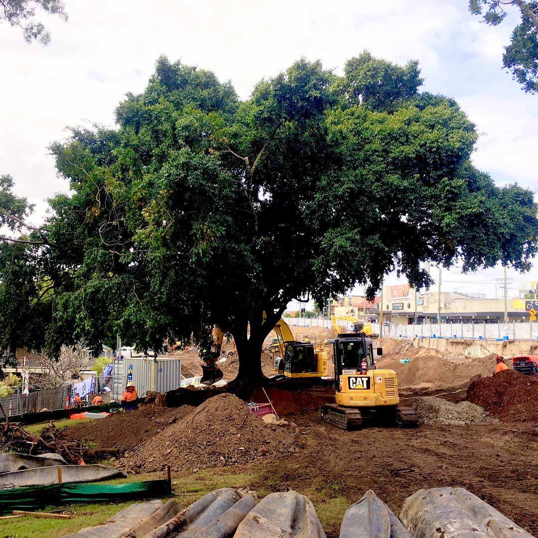 Arborist Brisbane, QLD The Tree Doctor