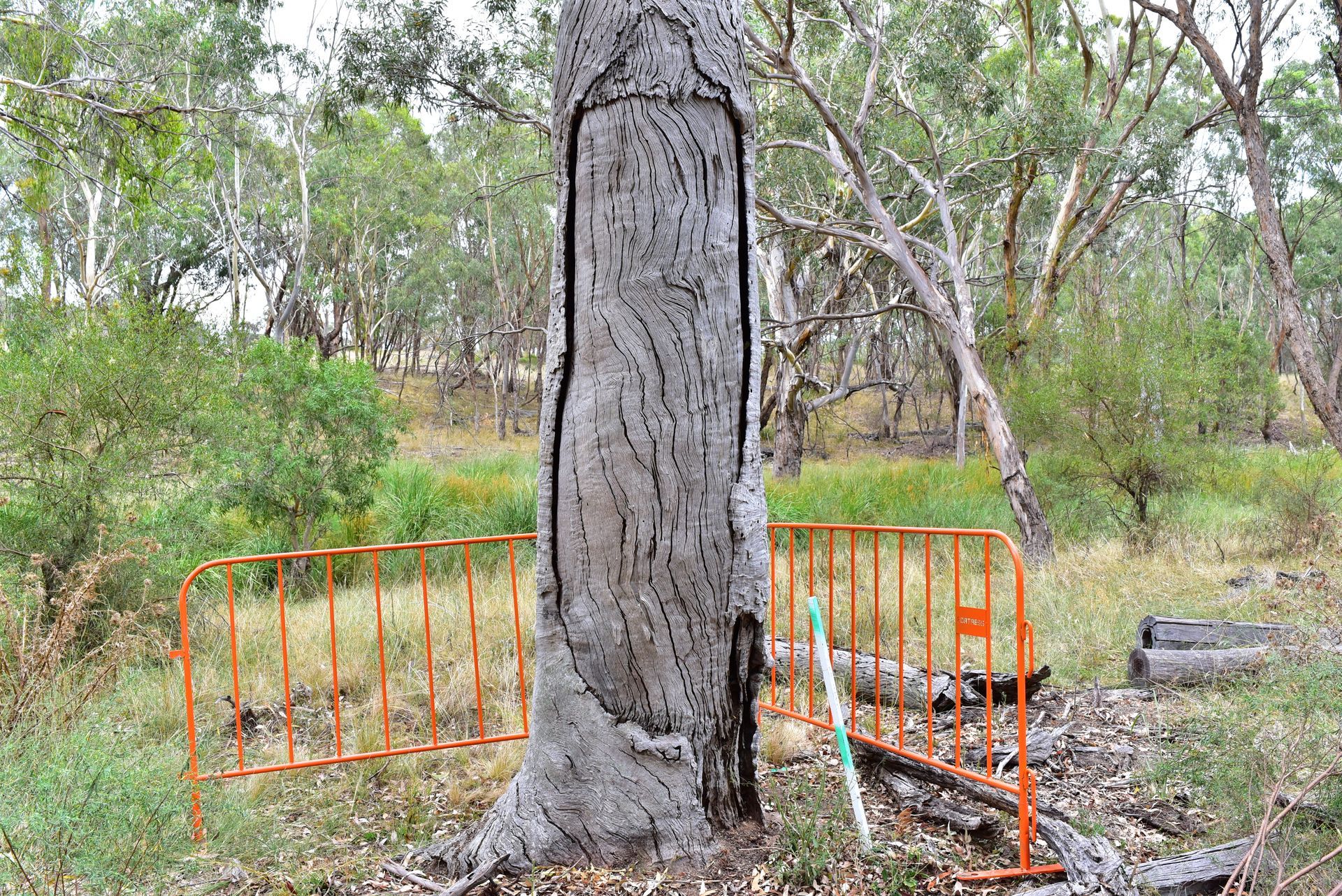 Huge tree | Brisbane, QLD | The Tree Doctor