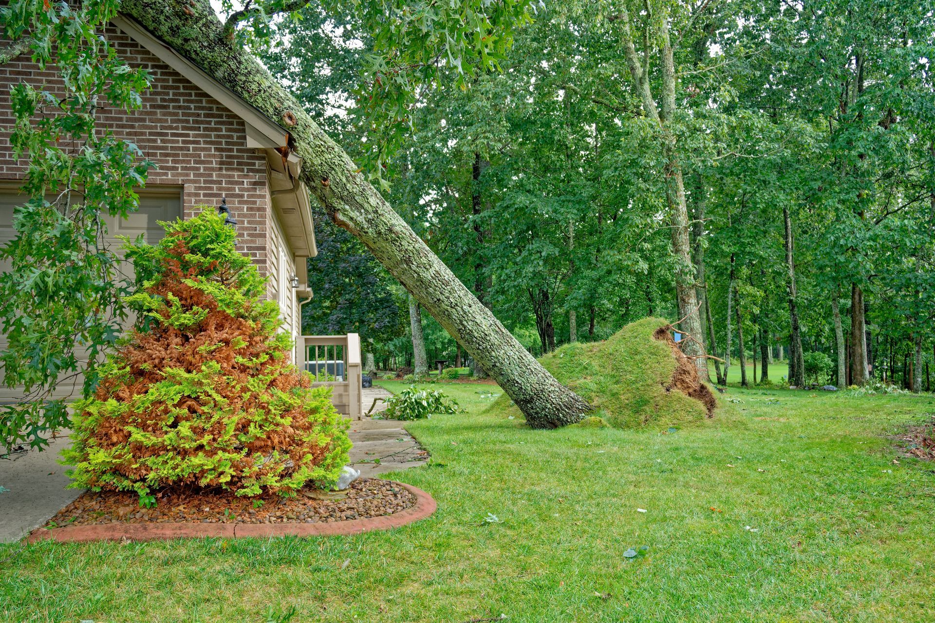 A fallen tree leaning on the roof of a house.