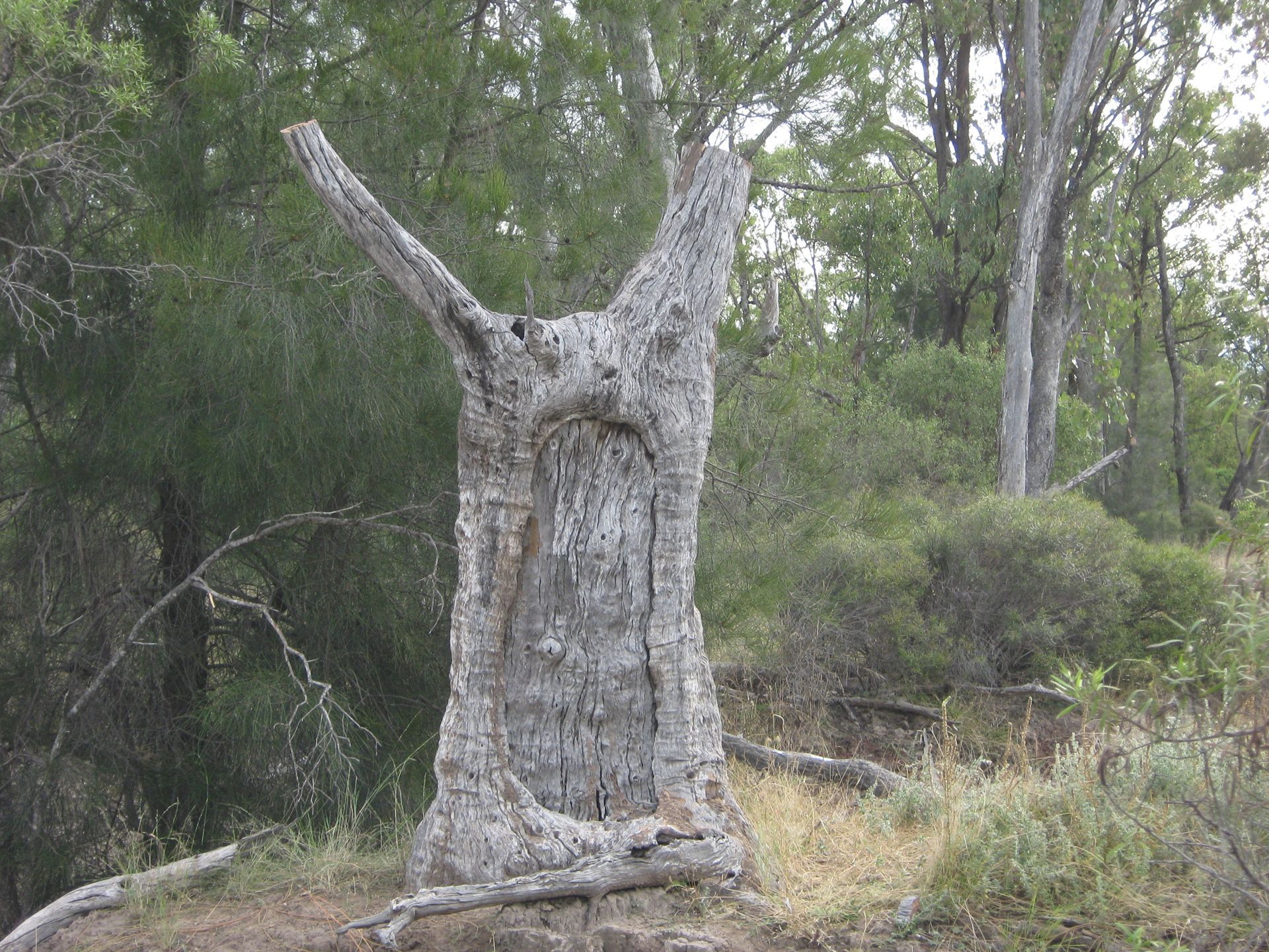 A tree with a face carved into it is in the middle of a forest.