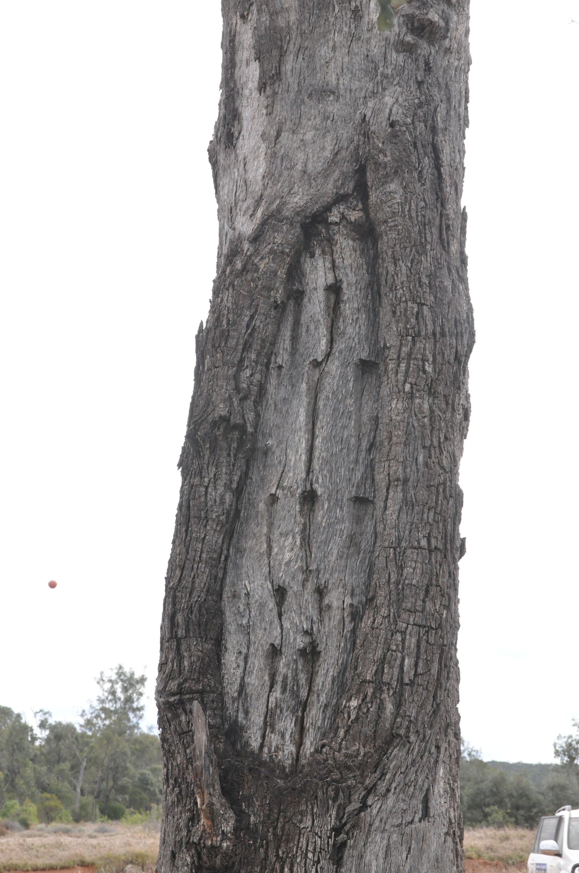 A close up of a tree trunk with holes in it.