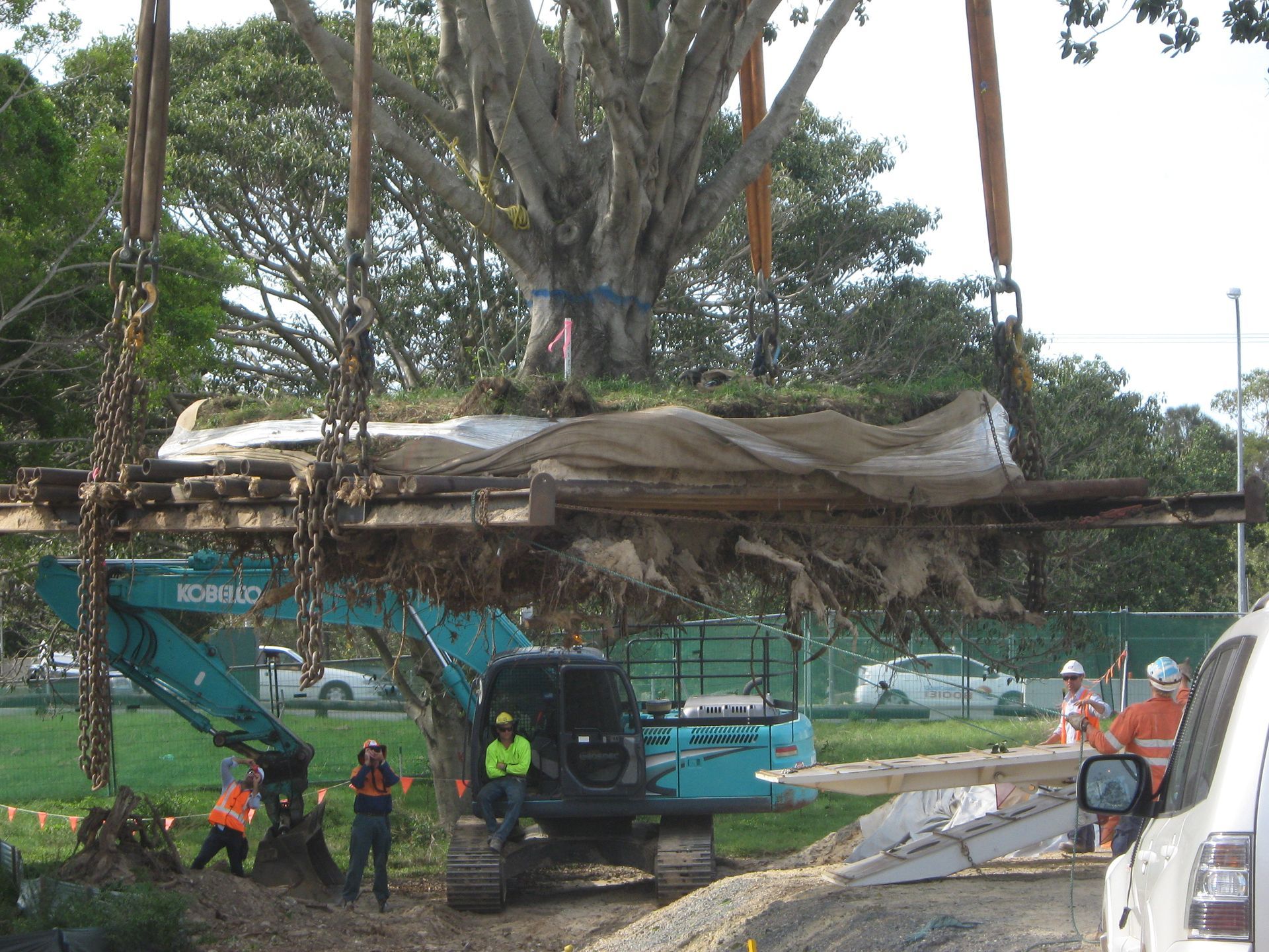 A large tree is being lifted by a crane.