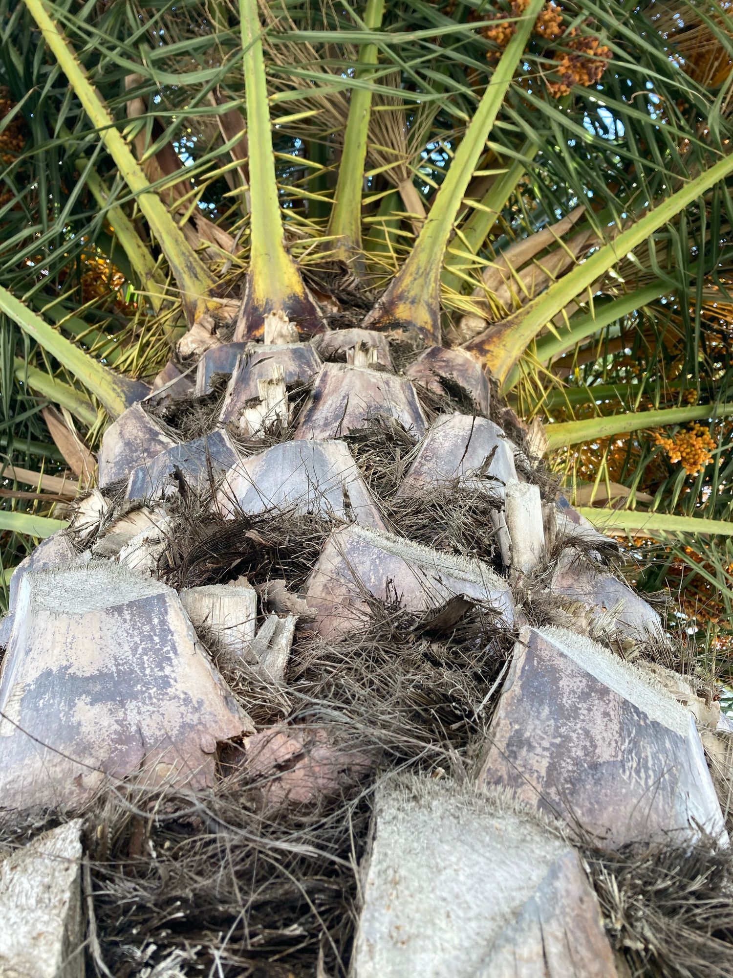 A close up of the trunk of a palm tree.