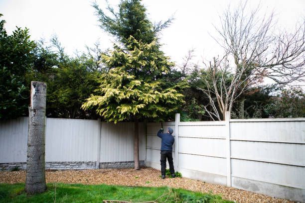 A man trimming a large backyard tree near a white fence, with green grass and bushes