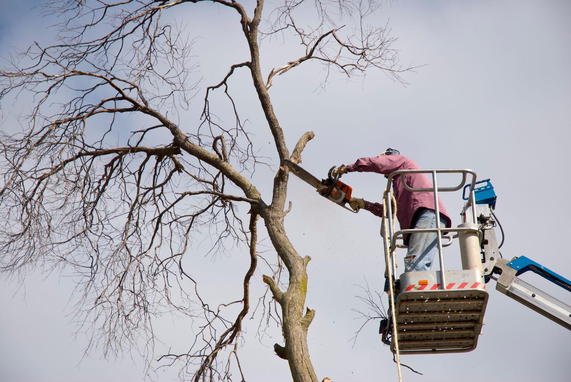 Property tree maintenance arborist on a lift cutting branches from a tree with a chainsaw.