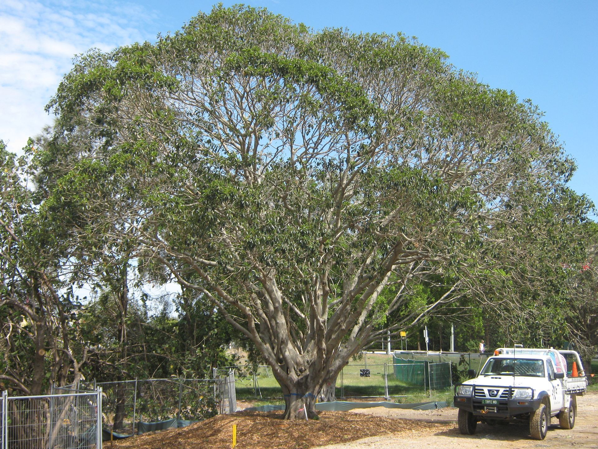 A white truck is parked under a large tree