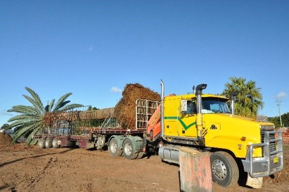 A yellow semi truck is carrying a load of trees on a trailer.