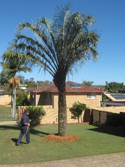 A man is standing in front of a palm tree