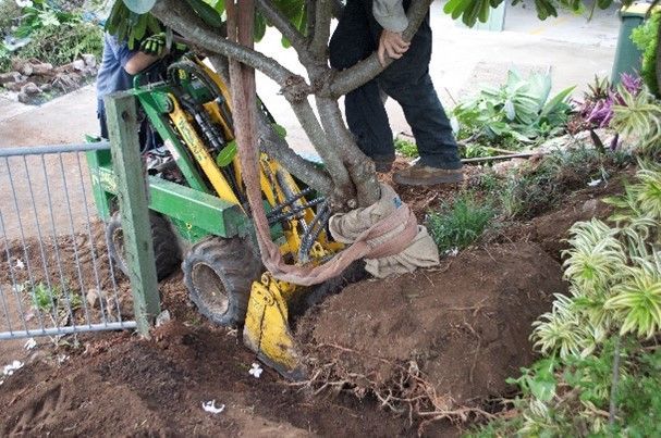 A man is using a machine to remove a tree from the ground.