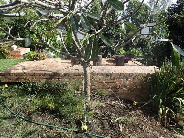 A tree in a garden next to a brick wall