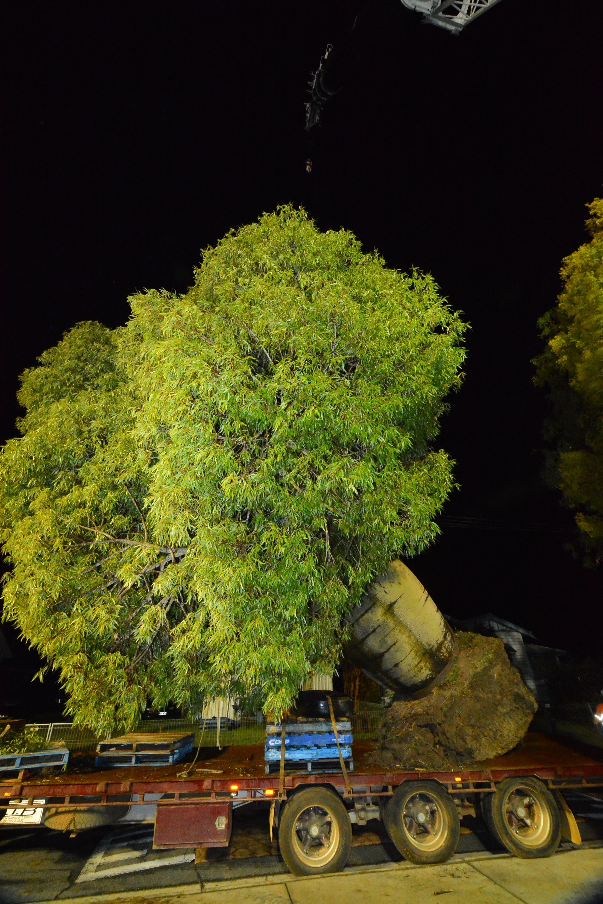Rosewood bottle tree | Brisbane, QLD | The Tree Doctor
