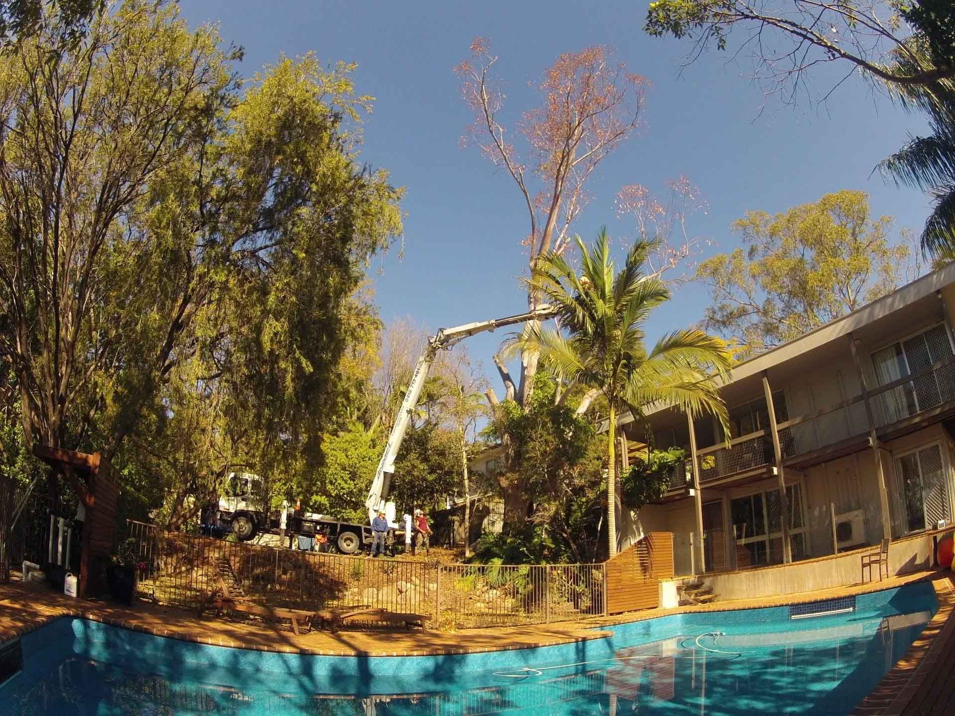 Removing a tree near the pool | Brisbane, QLD | The Tree Doctor