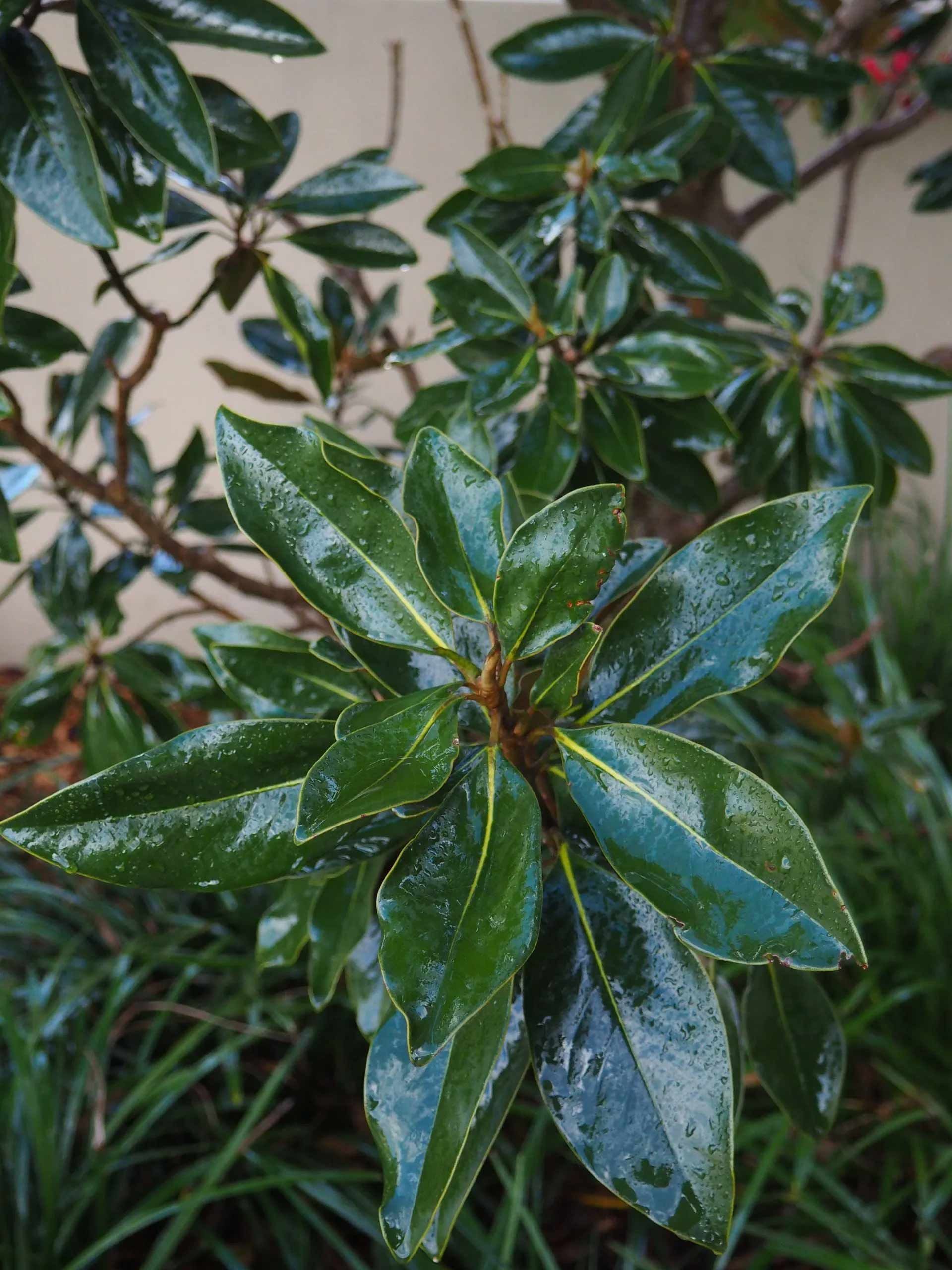 Magnolia sp post foliage spray | Brisbane, QLD | The Tree Doctor