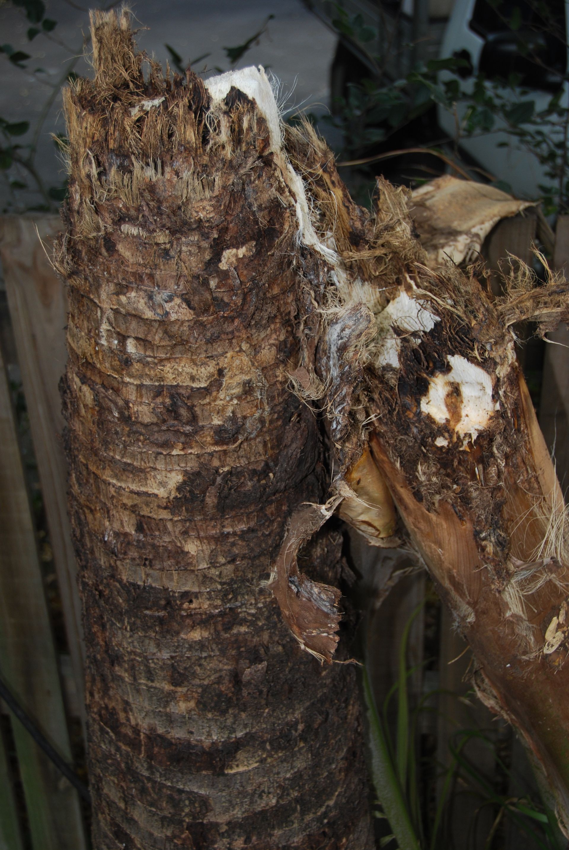 A close up of a tree trunk with a hole in it.