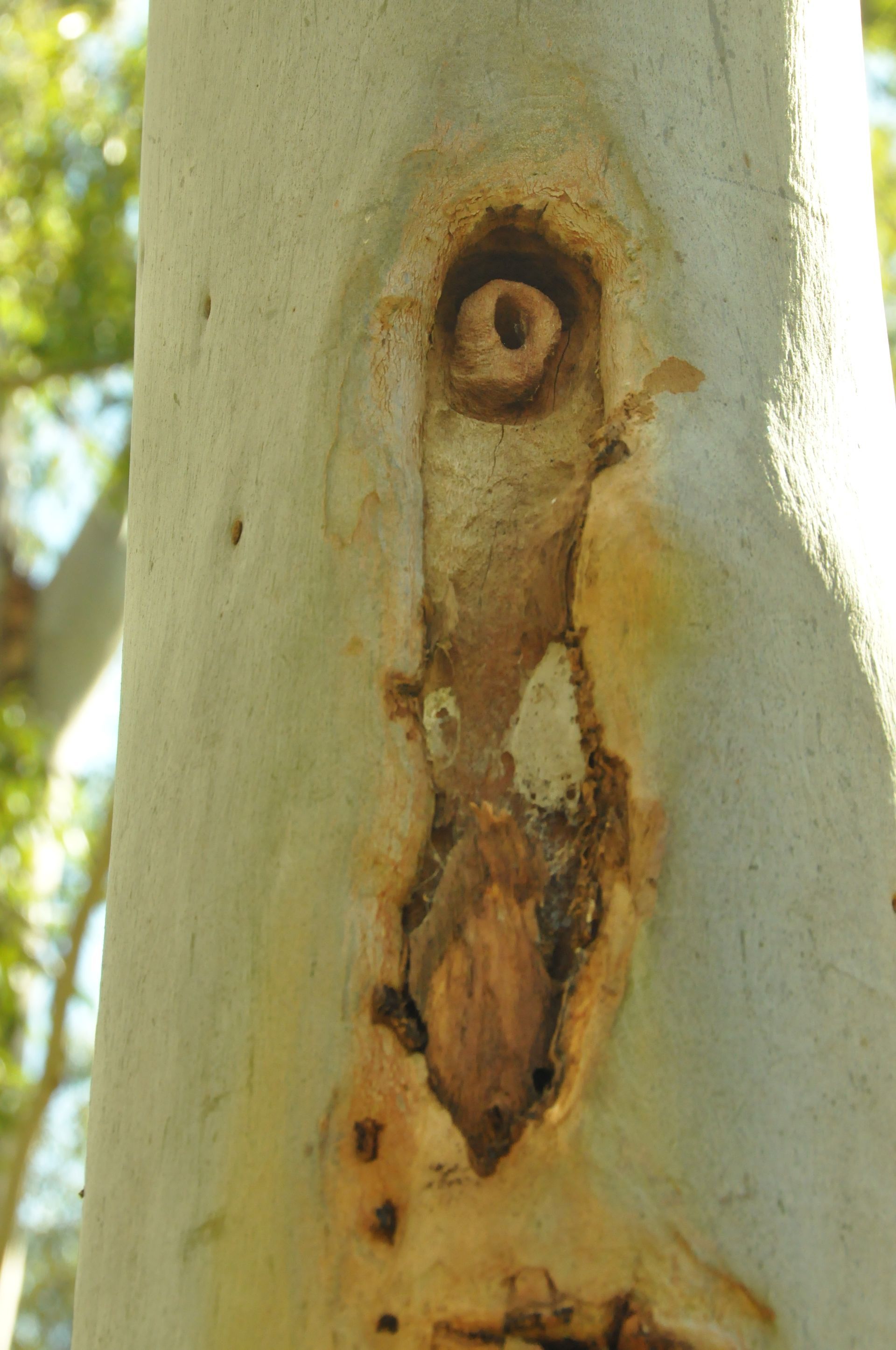 A close up of a tree trunk with a hole in it.