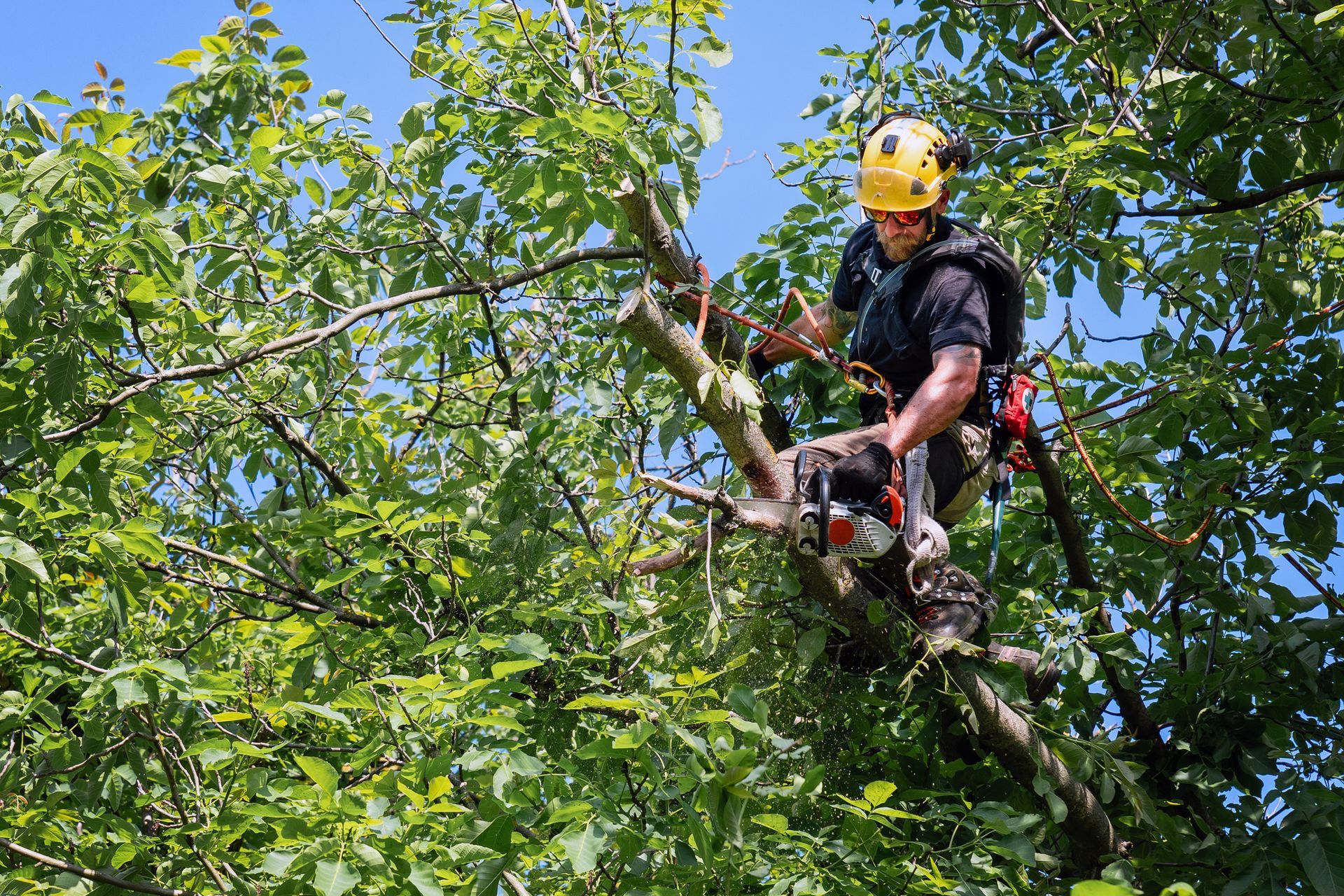 Arborist cutting branches on a high tree with a chainsaw.