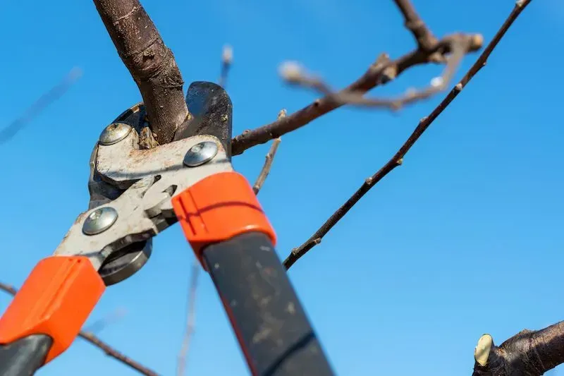 A man is using a lawn mower to cut the grass in a garden.