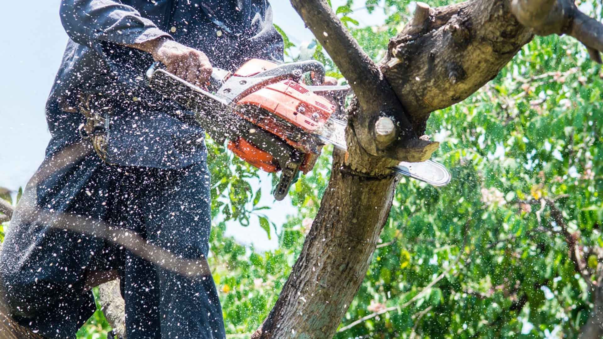 A man is using a lawn mower to cut the grass in a garden.