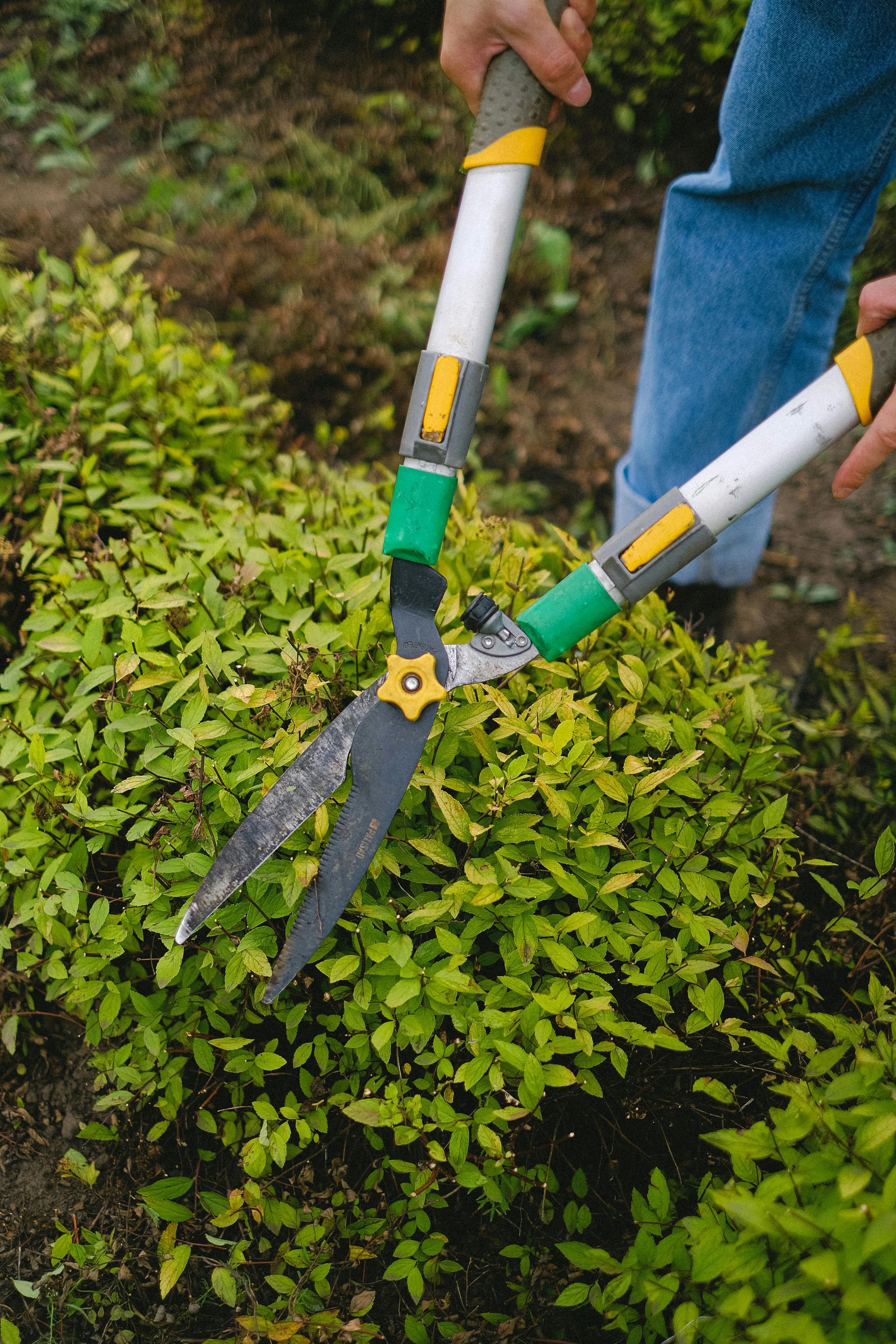 A man is using a lawn mower to cut the grass in a garden.