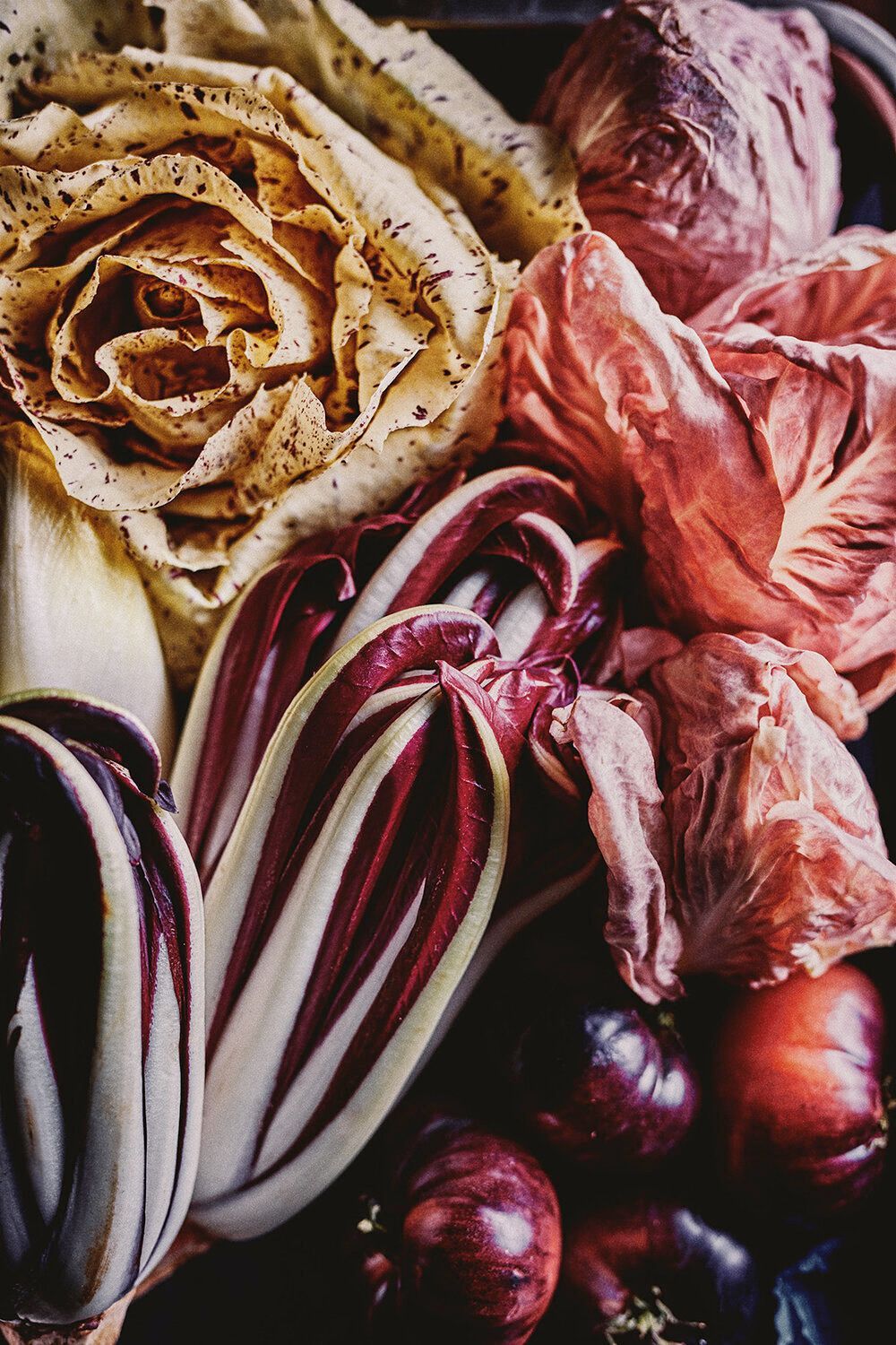 Arrangement of colorful chicory and red cabbage; close-up shot in a dark setting. Food Stylist Nadine Page.