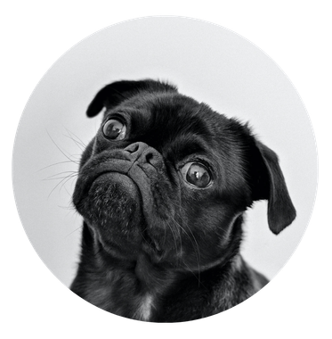 George the Pug, Urbandog Media