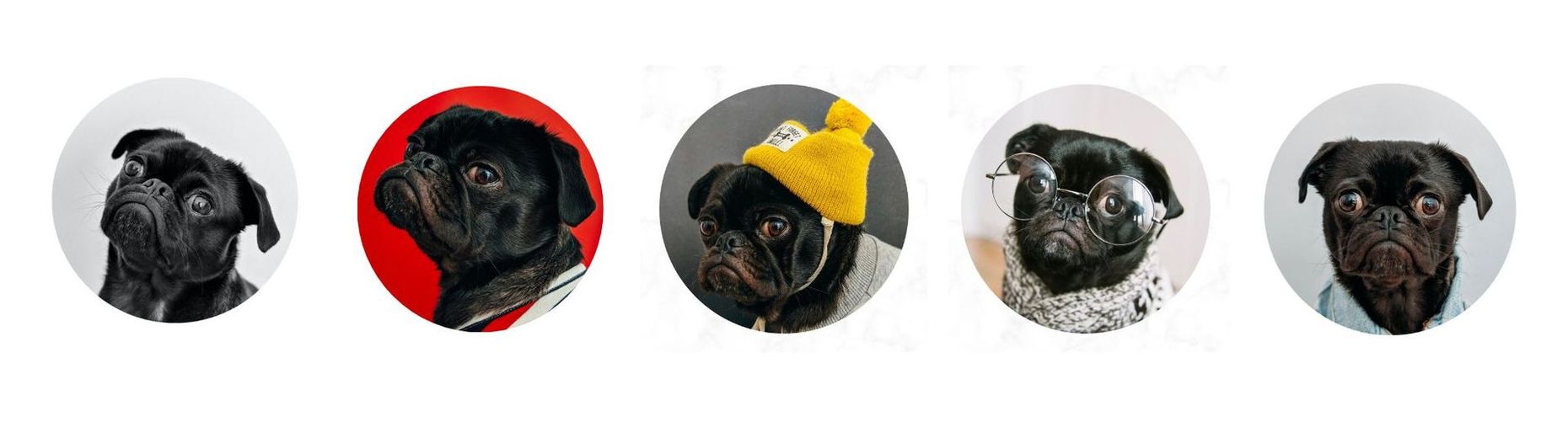 Pug Images, Urbandog Media