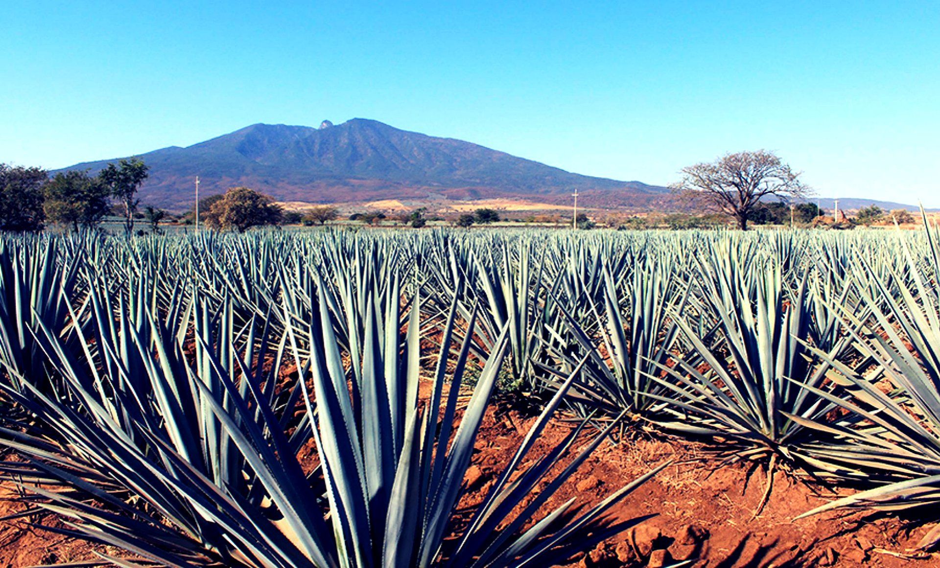 Sitio Oficina de Turismo de Tequila Jalisco Pueblo Magico
