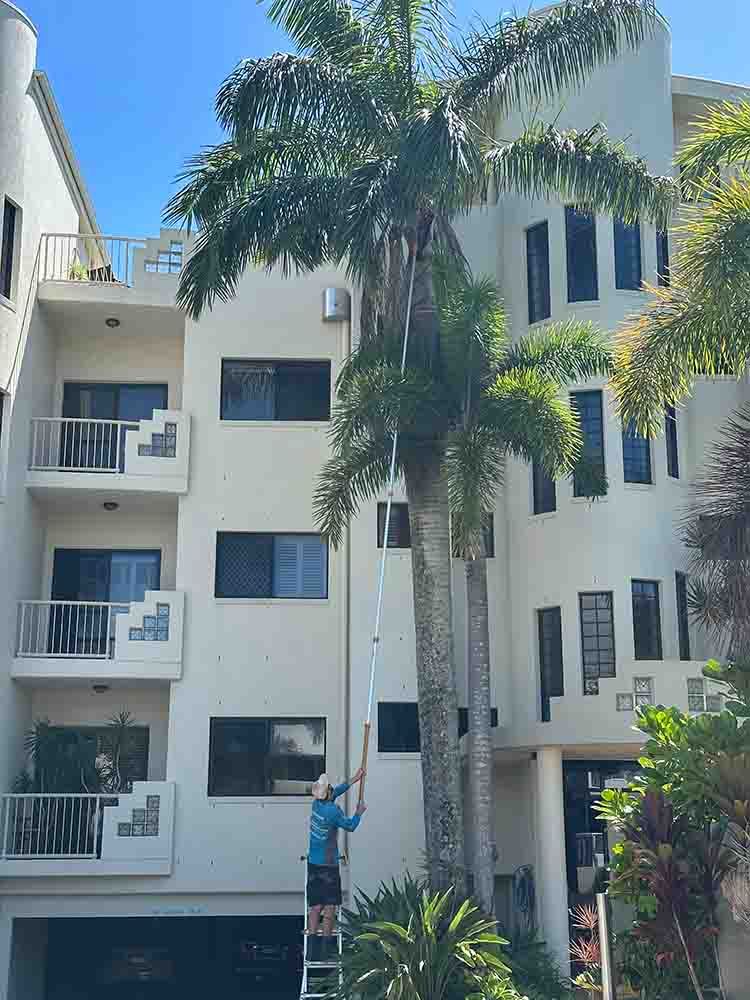 Man Cutting Big Coconut Leaves — Hallsmark Property Services