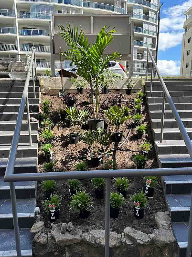 Lush Green Plants Elegantly Planted Amidst Stairways — Hallsmark Property Services