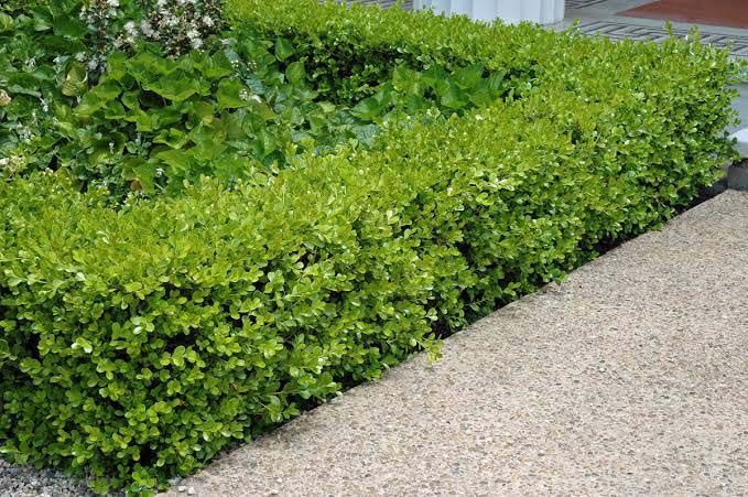 Fern Leaves Beside A Concrete Pathway — Hallsmark Property Services