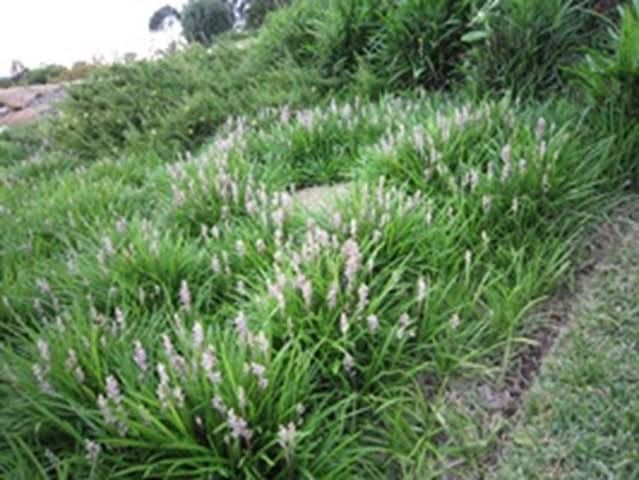 White Flowers Green Leaves — Hallsmark Property Services
