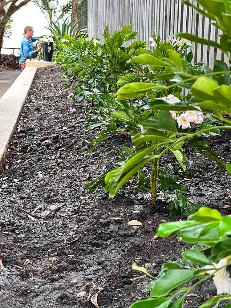 Uniformly Spaced Plantings Enhance Our Landscape — Hallsmark Property Services