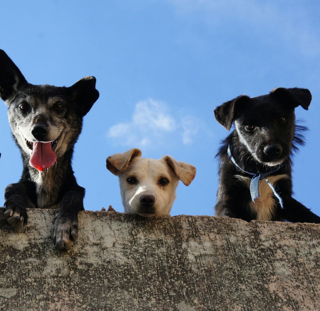 Three curious dogs looking over a wall, representing community-based pet donors under a sunny California sky