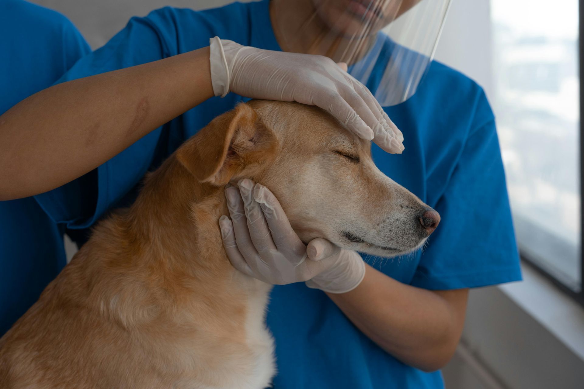 Veterinary professional gently supporting a calm dog during a blood donation, ensuring safety and comfort