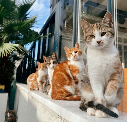 Group of calm, curious cats sitting together on a marble ledge outside, representing healthy feline blood donors in a relaxed environment