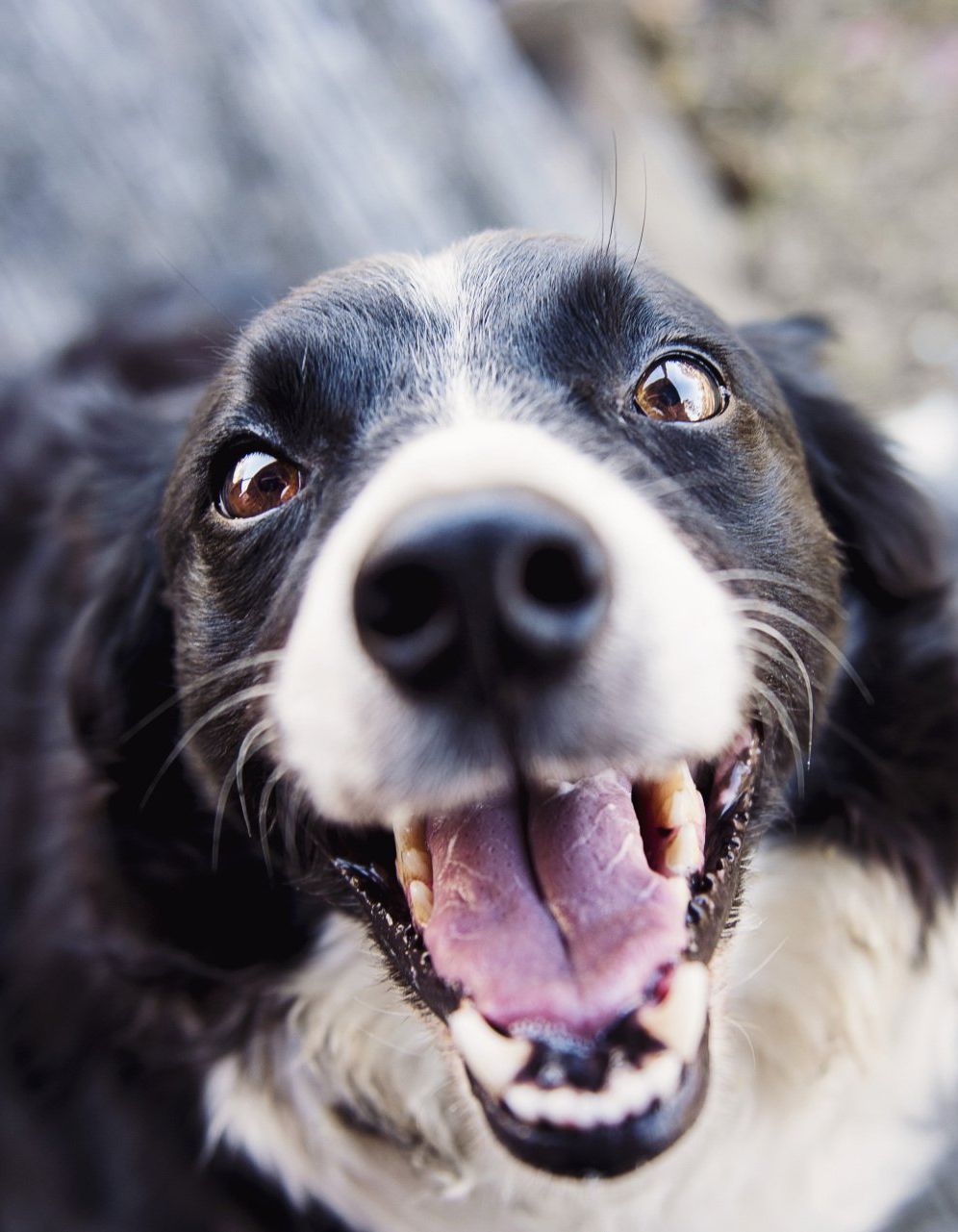 Happy black and white dog looking up after donating blood at a community blood bank