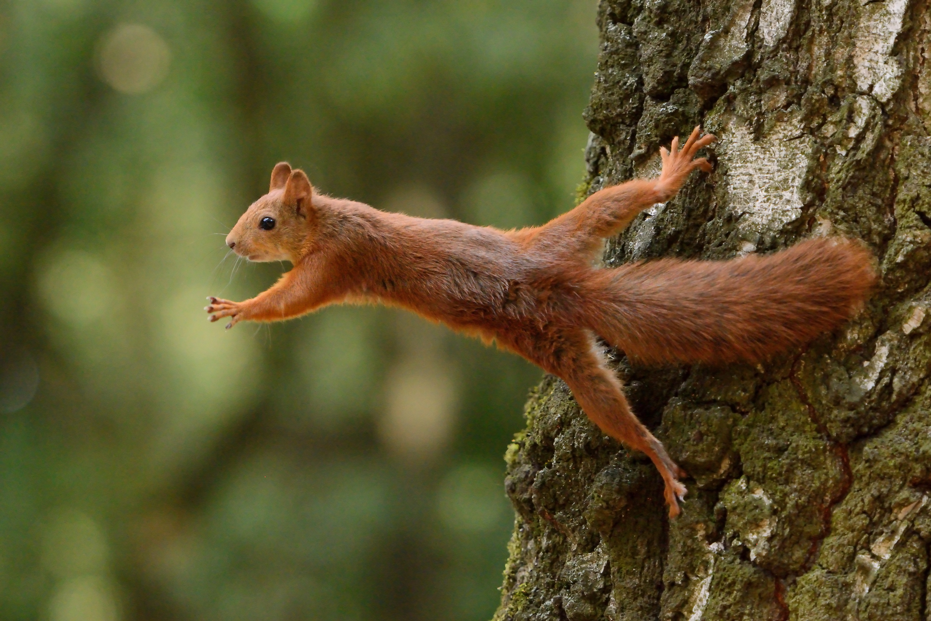 squirrel-on-tree