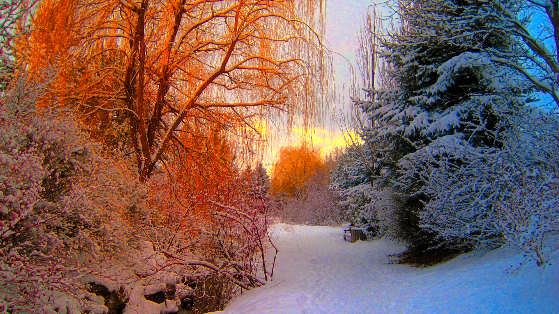 Snowy path between trees with orange and frosted blue hues during sunset.