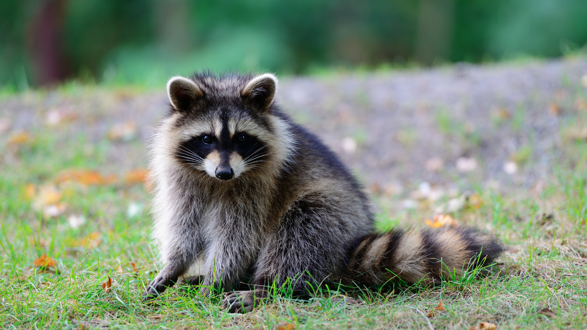 Raccoon sitting in grass with black mask markings and striped tail; blurred green background.