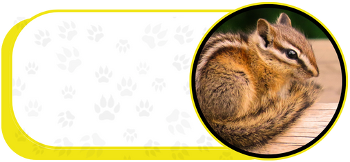 chipmunk