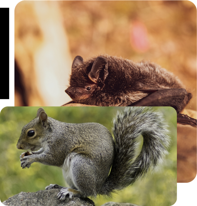 a bat and a squirrel are shown side by side