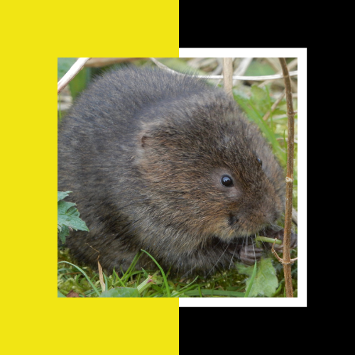 vole