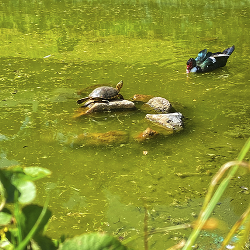 Uma tartaruga e um pato estão nadando em um lago verde.