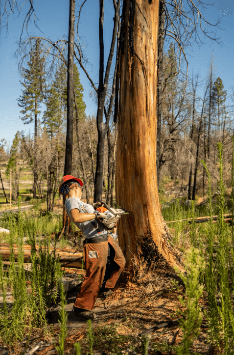 Stump Grinding
