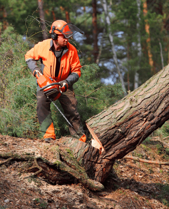 Tree Removal
