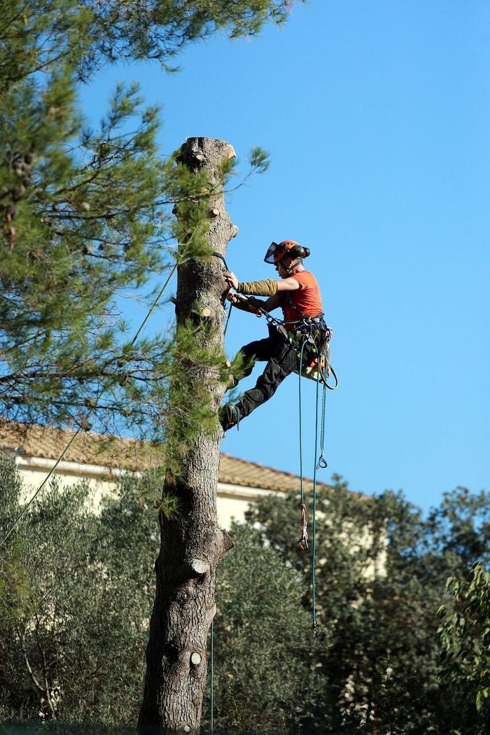 Tree Trimming Arborist
