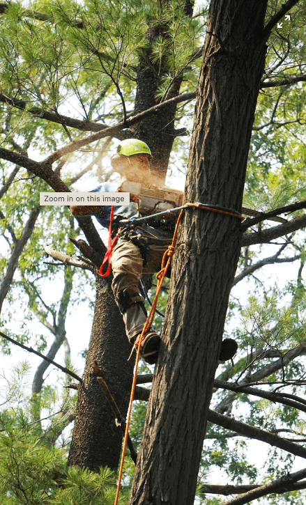 Tree Trimming
