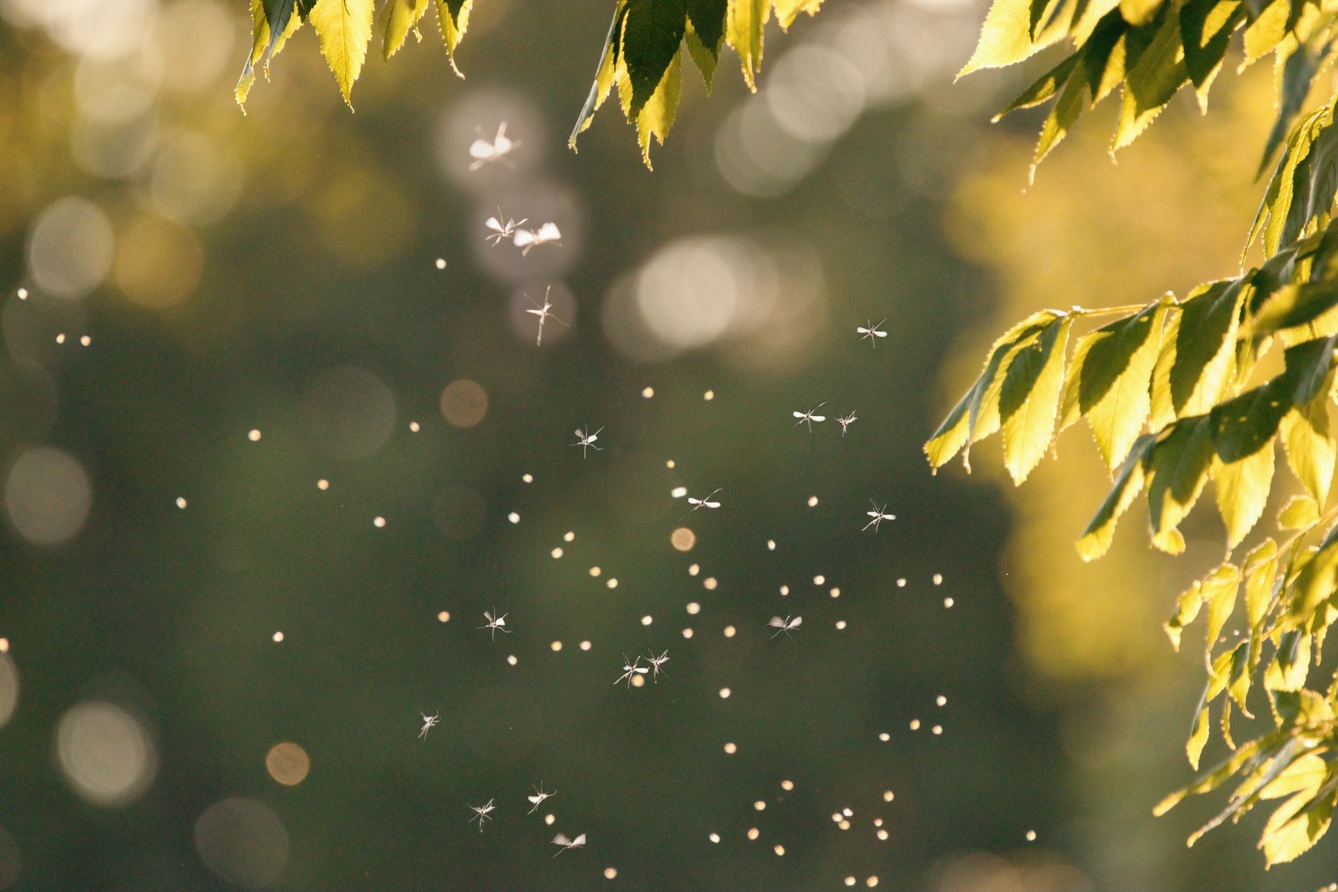 Mosquitoes swarm, flying in the sunset light.
